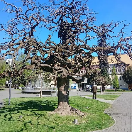 Nidza Vranjanac Vrnjačka Banja